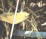 Corn leaf pulled into burrow